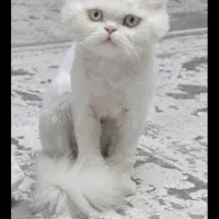 گربه صورت عروسکی ناب نر|گربه|قم, شهرک امام حسن|دیوار