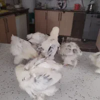 فروش ۶عددجوجه برهما۳۵روزه