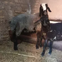 بره شال قوچی