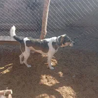 سگ‌گلگی‌‌|سگ|گناباد, |دیوار