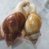 حلزون