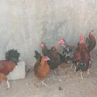 مرغ و خروس محلی