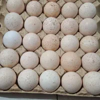 تخم نطفه دار بوقلمون،جوجه برنز ،بوربون،بیوتی