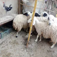 قوچ شیشک