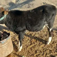 مبلغ ۱۱۰۰۰۰۰۰۰مراوه تپه گوگدره|حیوانات مزرعه|مراوه, |دیوار