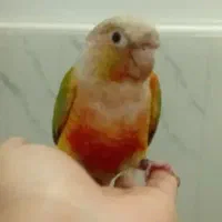 گرینجیک سالم و کاملا دستی