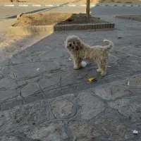 سلام واکذاری پاکوتا