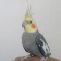 عروس هلندی|پرنده|کاشمر, |دیوار