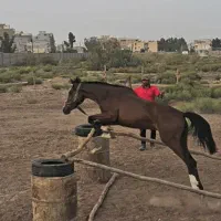 کره مادیون یکسر خارجی 2 سال و 9 ماهه|اسب و تجهیزات اسب‌سواری|کرمان, |دیوار