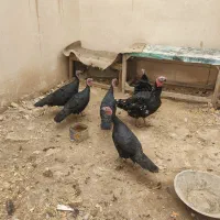 پنج عدد بوقلمون