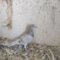 سه تا کفتر نر