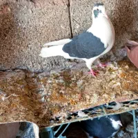 کفتر کبوتر سرور کاکلی|پرنده|شیراز, شاهچراغ|دیوار