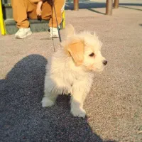 سگ خونگی شناسنامه دار