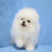 سگ توله پامر . پامرانین خرسی سفید ۷۲ روز