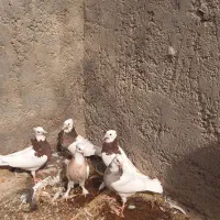 کبوتر طوقی روهم دونه ۲۵۰|پرنده|اردکان, |دیوار