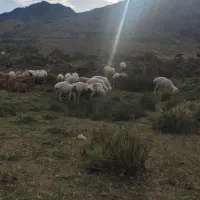 بره|حیوانات مزرعه|کوهسرخ, |دیوار
