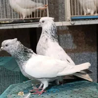 سینه آبی