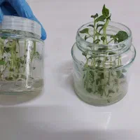 تولید کننده گیاهچه بذر سیب زمینی نشا مینی تیوبر|خدمات باغبانی و درختکاری|اصفهان, پارک مشتاق|دیوار