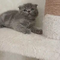 میوچه اسکاتیش بلو
