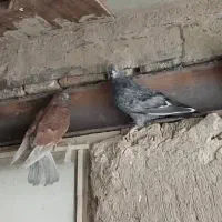 فروش کبوتر|پرنده|اصفهان, جاوان|دیوار