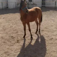 اسب  مادیان|اسب و تجهیزات اسب‌سواری|تبریز, |دیوار