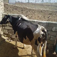 گاو 5 ماه ابستن|حیوانات مزرعه|خزل, |دیوار