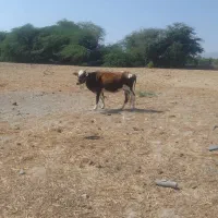 گاو آبستن 6ماهه جوان هشت بندی