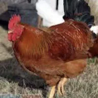 خروس سالم و جوان