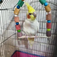 عروس هلندی نر با قفس