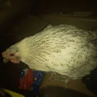 دو عدد مرغ تخم گذار