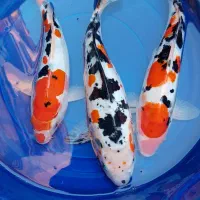 ماهی کوی از ریز تا مولد