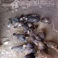 37تا بوقلمون سالم و سرحال