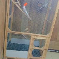 فروش قفس عروس هلندی