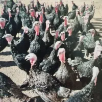 بوقلمون یلدا درجه یک