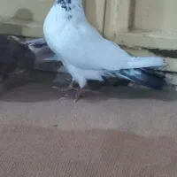 کبوتر زوردار|پرنده|ایلام, |دیوار