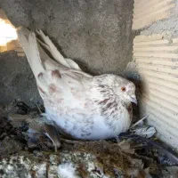 نر پرش سنگین ومیلو بازی دار