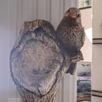 انواع مجسمه های برای زیبایی در خانه