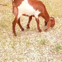 بز پاکستانی آبستن ۲قلوزا