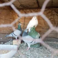 پرنده|پرنده|حمیدیا, |دیوار