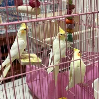 عروس هلندی و مینا