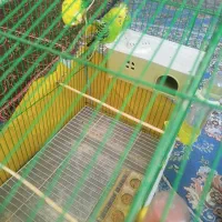 مرغ|پرنده|ریگان, |دیوار