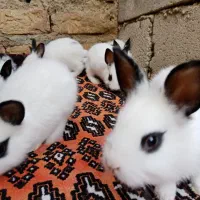 بچه خرگوش