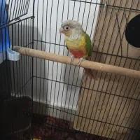 گرنچیک آناناسی|پرنده|تربت جام, اسماعیل آباد|دیوار