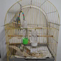 مرغ عشق|پرنده|گوراب زرمیخ, |دیوار