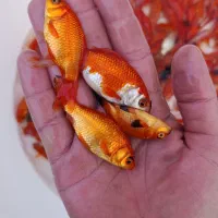 ماهی قرمز|ماهی|سنگر, |دیوار