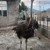 3راس شترمرغ