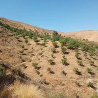 خواهان کار در عراق هستم