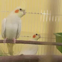 فروش یا معاوضه عروس هلندی ماده