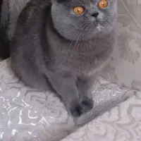 گربه ماده برای جفت