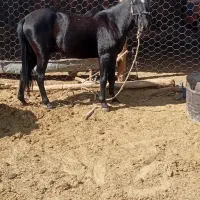 کره اسب یک نیم سال آروم ق ۲۰ هرکی خاست درختمتم